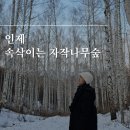 자작나무숲정상 이미지