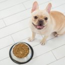 서산동물병원 이미지