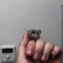 달빛 햄스터리 서울점 이미지