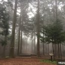 “미세먼지가 뭐야?” 피톤치드 ‘뿜뿜’ 숲으로 가요 이미지
