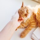 대자축산 이미지