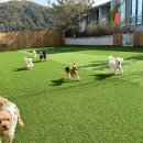 대구애견호텔 애견유치원 모여라솜뭉치 본점 이미지