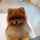 꽃담 멍발소 이미지