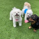 멍찌애견유치원 이미지