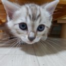 나비캐터리 이미지