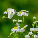 비실연꽃마을 이미지