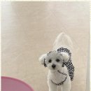 한결강아지미용실 이미지