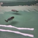 다루아쿠아 이미지