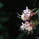 들꽃세상 이미지