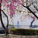 복사꽃피는마을 이미지