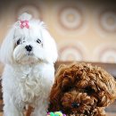 내사랑똥강아지 이미지