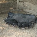 돼지집(안정돼지집) 이미지