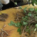 산약초와 산행 이미지