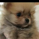 소미애견 농장 이미지