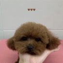 러브몽먼트 이미지