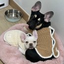 멍프렌즈 | 퓨어프렌즈 강아지 미스트 사용후기