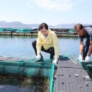 완도19호 이미지