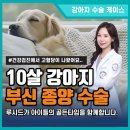 강아지 부신 종양 수술 후기, 노원 루시드동물병원의 고난도 내분비 수술 솔루션