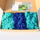 케이스텔라 이미지