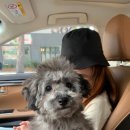 (주)발넷이야 | [대구애견카페] 이국적인 분위기로 반려견 인생샷을 찍을 수 있는 가창 애견카페 - 발넷이야