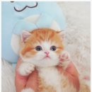 고양이샵 이미지