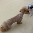 멜로우퍼피 이미지