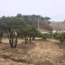 팽나무 농장 네이버블로그