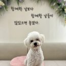 르라움 애견호텔 신암점 이미지