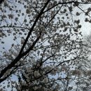 [도로]일월공원 주차장2 | 수원 봄 데이트 장소 추천 | 일월수목원 후기 (입장료/주차/포토스팟 총정리)