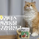 호야펫 | 고양이입냄새가 고민이라면 오라틱스 펫바이옴 구강유산균