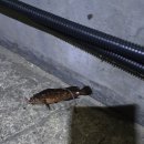 발개로가로수 | 거제도 흑진주마리나리조트 원투 낚시 여행