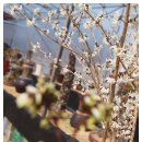 미선농장 이미지