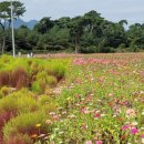 해바라기유원지 이미지