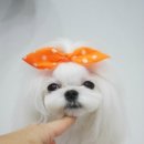 The 쇼독 이미지