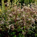 노고단-3 이미지