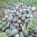 구봉산농장 이미지