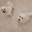 일산애견호텔 애견유치원 맘바이 일산점 | 장항동애견유치원 맘바이 일산점 강아지 유치원 추천 후기