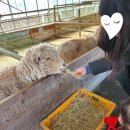 강릉아기동물농장 이미지