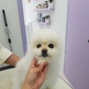 소풍애견미용 이미지