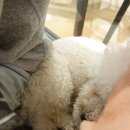 헤이독(HEY-DOG) 네이버블로그