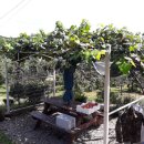 평대농장 이미지