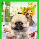 도그플러스 애견미용 이미지