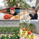 영용농장 | 15개월 아기랑 딸기농장체험 원주 매지밀딸기농장 가격, 무게, 맛은?