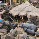 동문민박 이미지