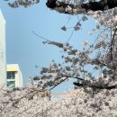 벚꽃공인중개사사무소 이미지