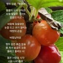 앵두 이미지