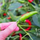 제일반찬 Daum카페