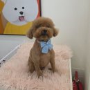 쁘띠몽