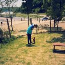 코코애견 이미지