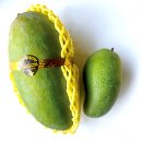 망고그린 이미지